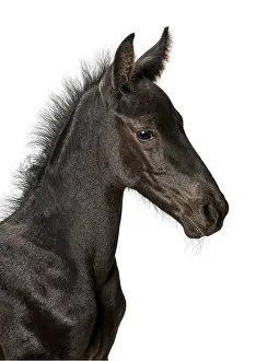 Studio shot of a black foal isolated on white background