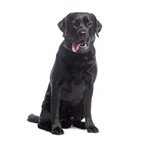 Framed Print : Studio shot of a black labrador retriever dog sitting and panting against a white background