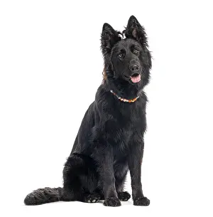 Studio shot of a black old german shepherd dog sitting and panting