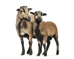 Studio shot of a cameroon sheep ewe and her lamb standing together on a white background