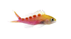 Studio shot of a colorful pseudanthias flavoguttatus