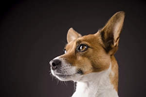 Studio shot of a Jack Russell Terrier
