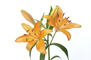 Studio shot of orange lily