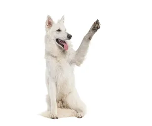 Studio shot of a playful and happy white dog highfiving in a display of obedience and positive reinforcement training