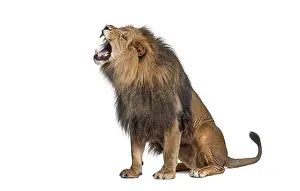 Studio shot of a powerful male lion roaring fiercely