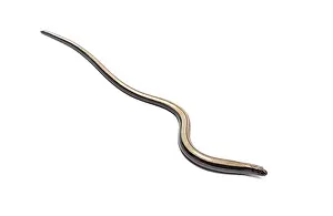 Studio shot of a young common slow worm crawling on a white background
