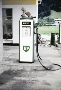 Stuffed marmot at a BP diesel petrol pump at a petrol station, Landeck, Tyrol, Austria, Europe 1960, Europe