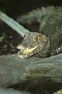 Stump crocodile (Osteolaemus tetraspis)