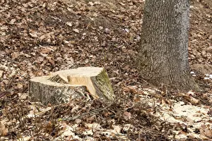 Stump of freshly cut tree in forest