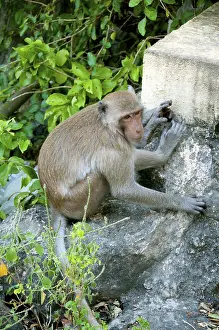 The stump-tailed macaque (Macaca arctoides)
