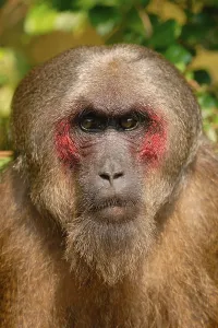 Stump-tailed Macaque (Macaca arctoides) adult male