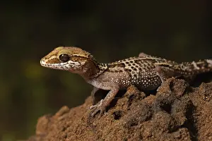 Stumpff's ground gecko (Paroedura stumpffi)