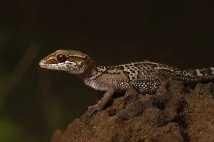 Stumpff's ground gecko (Paroedura stumpffi)