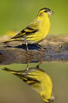 Framed Print : A stunning Eurasian Siskin, Spinus spinus