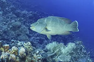 A stunning Humphead Wrasse (Cheilinus undulatus) glides serenely among vibrant coral reefs