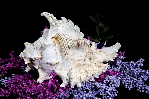 A stunning Ramose Murex Shell with intricate spikes and a delicate form
