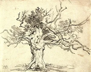 A stunted oak, 1822, Lithograph by James Ward
