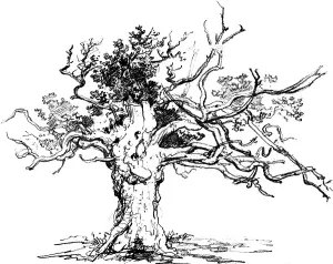 A stunted oak, 1822, Lithograph by James Ward