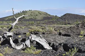 Stunted tree on rocky volcanic landscape with blue sky