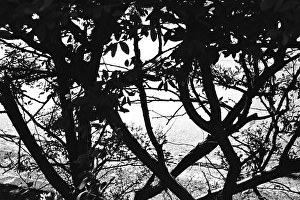 Stunted trees Marine Drive Mumbai Maharashtra India Asia 1989