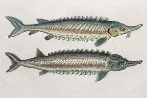 Sturgeons (Acipenseridae), hand-coloured woodcut by Pietro Andrea Mattioli