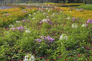 Stuttgart : Killesberg, Summer flowers, Beds