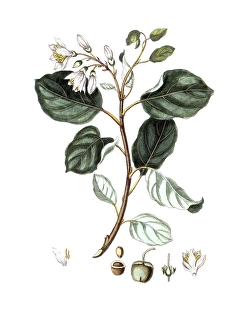 Styrax officinalis, Styrax officinalis tree