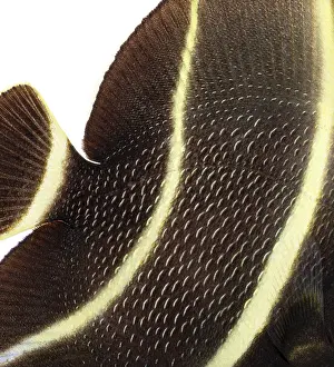 Sub adult french angelfish, pomacanthus paru