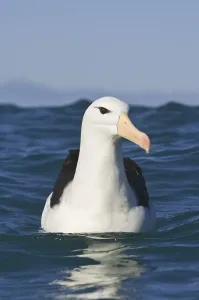 Subantarctic Black-browed Albatross (Thalassarche melanophrys)