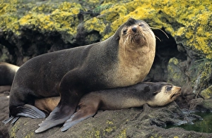 Subantarctic fur seal (Arctocephalus tropicalis)