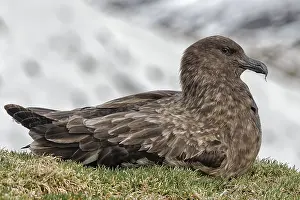 Subantarktikskua (Stercorarius antarcticus)