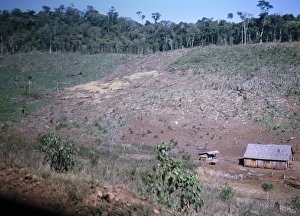 Subsistence farming Deforestation for subsistence farming, state of Parana, south-east Brazil 1962