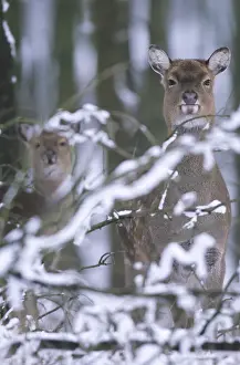 Subspecies: Dybowski sika deer (Cervus nippon)