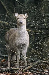 Subspecies: Dybowski sika deer (Cervus nippon)