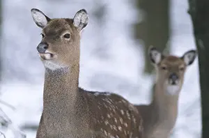 Subspecies: Dybowski sika deer (Cervus nippon)