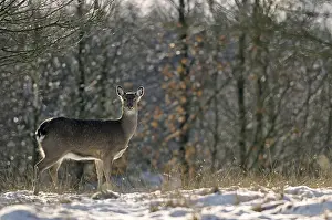 Subspecies: Dybowski sika deer (Cervus nippon)