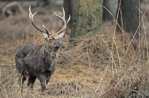 Subspecies: Dybowski Sika, Sika Deer (Cervus nippon) between bracken (Sikawild)
