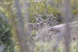 A subspecies of the gray wolf, commonly referred to as