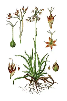 Subspecies of Wood-rush (Luzula maxima)