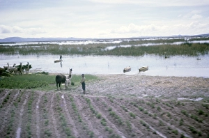 Subtitle: Llamas at Lake Titicaca, Peru or Bolivia, South America, 1962 Location not known