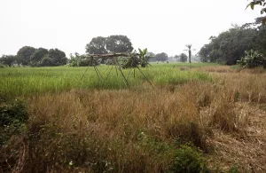 Subtitle: Rice field of the teacher Roten, Northern Province, Sierra Leone, West Africa 1978, Africa