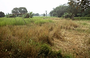 Subtitle: Rice field of the teacher Roten, Northern Province, Sierra Leone, West Africa 1978, Africa