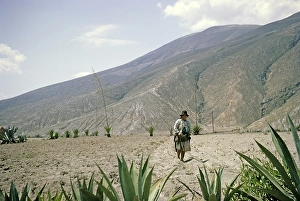 Subtitle: Woman planting beans subsistence farming in rural Andean region, Ecuador, South America, 1962, South America