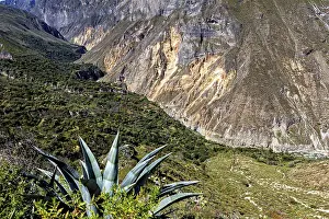 Framed Print : Succulent plant with extensive views of the mountain landscape and valley