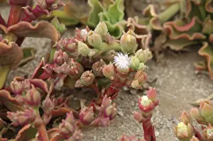 Succulent plant from Namib Desert