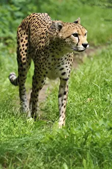 Sudan cheetah (Acinonyx jubatus soemmeringii)