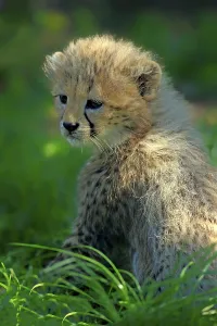 Sudan cheetah (Acinonyx jubatus soemmeringii)