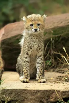 Sudan cheetah (Acinonyx jubatus soemmeringii)