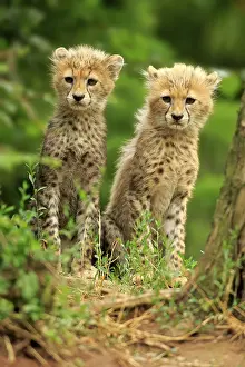 Sudan cheetah (Acinonyx jubatus soemmeringii)