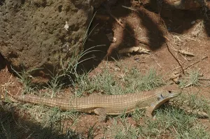 Sudan plated lizard (Gerrhosaurus major)